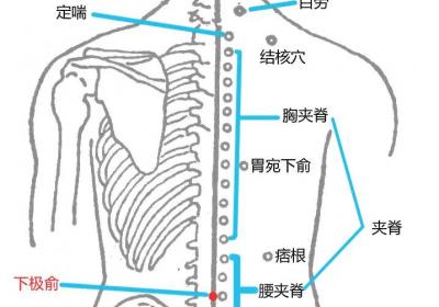 经外奇穴：下极俞穴
