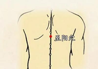 督脉穴位：至阳穴