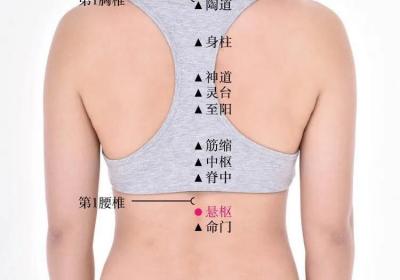 督脉穴位：悬枢穴