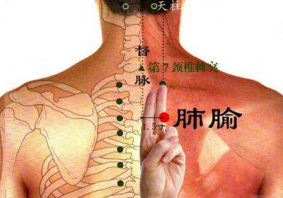 足太阳膀胱经经穴：肺俞穴