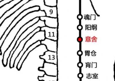 足太阳膀胱经经穴：意舍穴