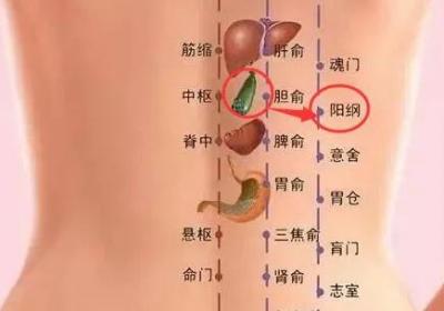 足太阳膀胱经经穴：阳纲穴