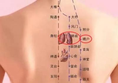 足太阳膀胱经经穴：魄户穴