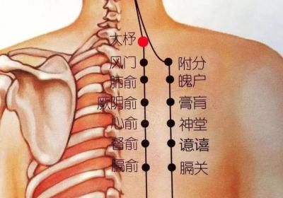 足太阳膀胱经经穴：附分穴