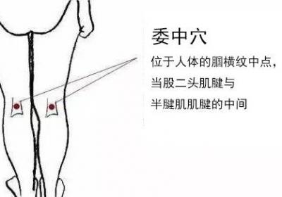 足太阳膀胱经经穴：委中穴