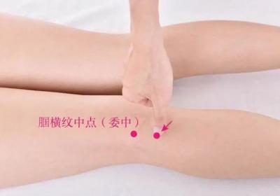 足太阳膀胱经经穴：合阳穴