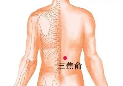 足太阳膀胱经经穴：三焦俞穴