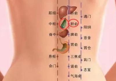足太阳膀胱经经穴：胆俞穴
