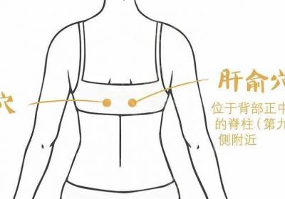 足太阳膀胱经经穴：肝俞穴