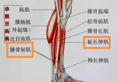 足少阳胆经经穴：光明穴