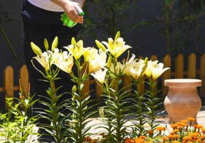 自来水能浇花吗