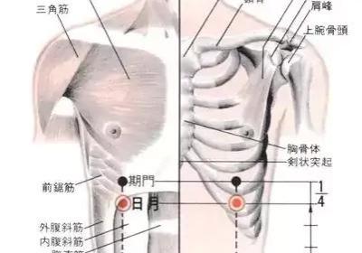 足少阳胆经经穴：日月穴