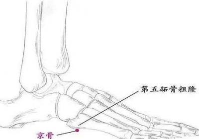 京骨的位置图和作用
