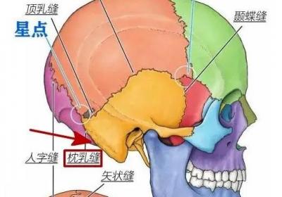 足少阳胆经经穴：完骨穴