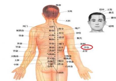 胃仓的准确位置图作用