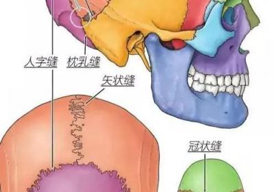 足少阳胆经经穴：悬厘穴