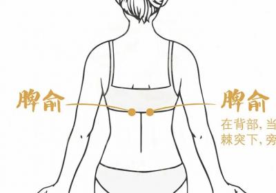 足太阳膀胱经经穴：脾俞穴
