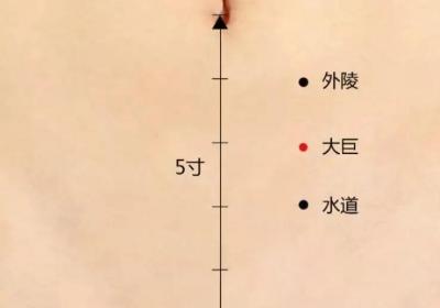 足阳明胃经经穴：大巨穴