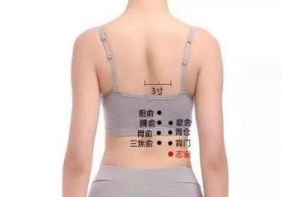 志室的功效与作用