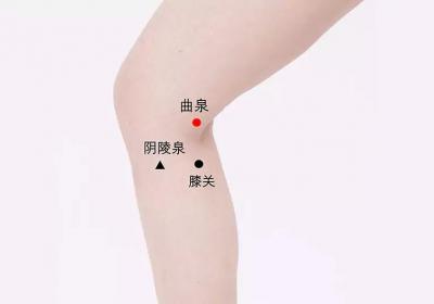足厥阴肝经经穴：曲泉穴