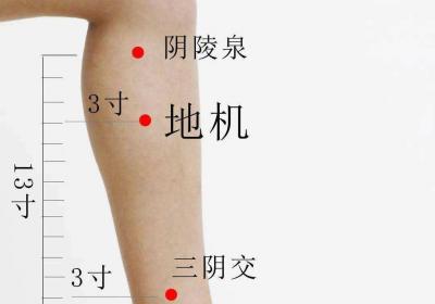 足太阴脾经经穴：地机穴