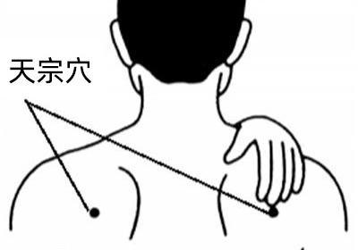 手太阳小肠经经穴：天宗穴