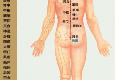 人体奇经八脉——督脉经络循行图及穴位