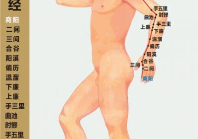人体十二经脉——手阳明大肠经循行路线图及20个穴位