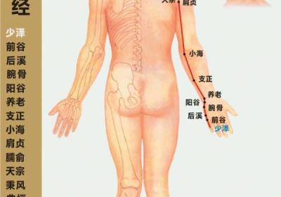 人体十二经脉——手太阳小肠经循行路线图及19个穴位位置图
