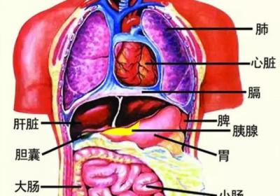 五脏六腑分别指什么？五脏六腑分别具备什么功能？