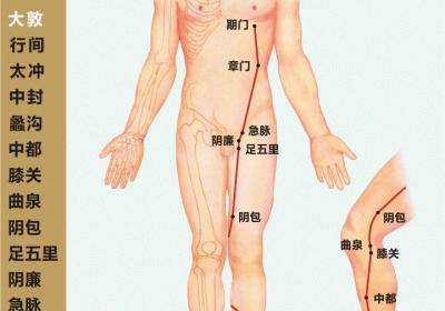 人体十二经脉——足厥阴肝经循行路线图及14个穴位位置图