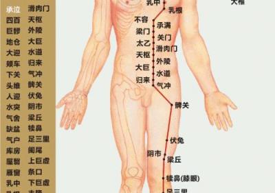 人体十二经脉——足阳明胃经循行路线图及45个穴位位置图