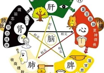 中医养生知识-五脏六腑及表里关系