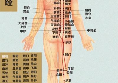 人体十二经脉——足太阳膀胱经循行路线图及67个穴位位置图