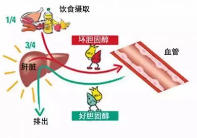 胆固醇高的人应该注意哪些饮食习惯，降胆固醇食物由哪些？