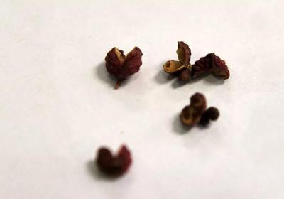 医生把它当中药，你却把它当调料！很多人用了一辈子，却只拿来炒菜做饭！