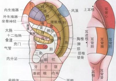 肾主藏精开窍于耳，经常做耳朵保健操，肾会越来越好