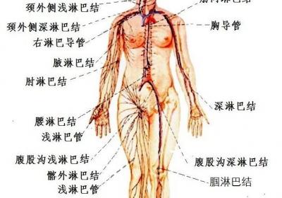 人体健康的闸门——淋巴系统,这几处的淋巴结决定了你90%的疾病