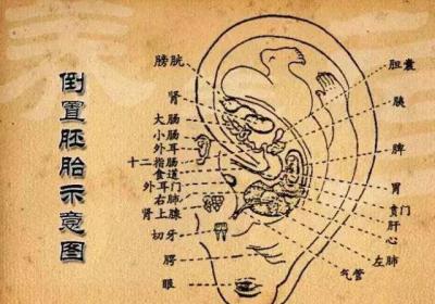 耳朵与五脏的关系，如何通过耳朵来辩身体疾病，每天揉一揉五脏六腑更健康