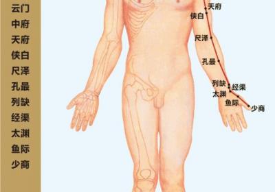 十二经络走向循行图动画图，值得收藏