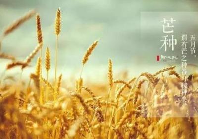 芒种节气的养生要点有哪些？