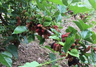 桑葚子的功效与作用——一颗桑椹七味药