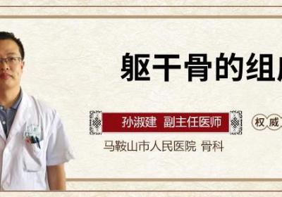 躯干骨的组成