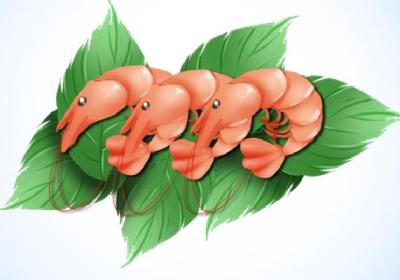虾有什么营养
