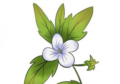用老鹳草泡澡可以吗