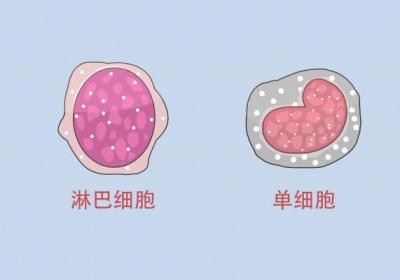 白头翁能治疗淋巴结吗
