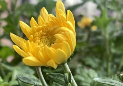 清明节有哪些习俗