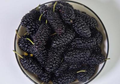 桑葚酒怎么泡