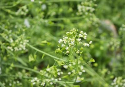 荠菜开花了还能吃吗