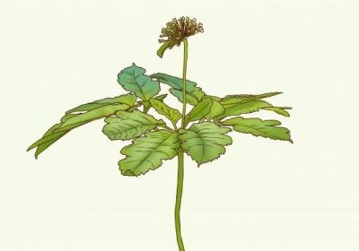 费菜的功效与作用、禁忌和食用方法